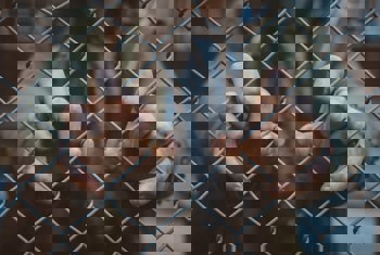 Restrictive Covenants 1